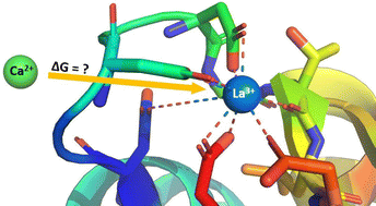 Graphical abstract: Electrostatic interactions – key determinants of the metal selectivity in La3+ and Ca2+ binding proteins