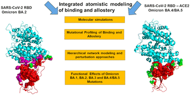 Graphical abstract: Probing conformational landscapes of binding and allostery in the SARS-CoV-2 omicron variant complexes using microsecond atomistic simulations and perturbation-based profiling approaches: hidden role of omicron mutations as modulators of allosteric signaling and epistatic relationships