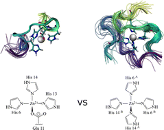 Graphical abstract: Rules governing metal coordination in Aβ–Zn(ii) complex models from quantum mechanical calculations