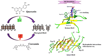 Graphical abstract: Mechanism of the interaction of toxic SOD1 fibrils with two potent polyphenols: curcumin and quercetin