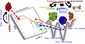 Graphical abstract: Robustness of heteroaggregates involving hydrophobic cholesterol and its mimetics