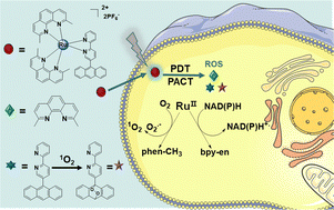 Graphical abstract: Novel Ru(ii) complexes with multiple anticancer photoreactivity: ligand exchange, photoredox catalysis, reactive oxygen generation and endoperoxide formation