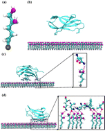 Graphical abstract: Unexpectedly resisting protein adsorption on self-assembled monolayers terminated with two hydrophilic hydroxyl groups
