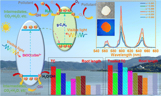 Graphical abstract: Improved visible light triggered photocatalytic activities of BiOCl photocatalysts via a synergistic effect of doping and heterojunction engineering