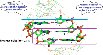 Graphical abstract: Predicting nearest neighbor free energies of modified RNA with LIE: results for pseudouridine and N1-methylpseudouridine within RNA duplexes