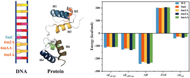 Graphical abstract: Comprehensive analysis unveils altered binding kinetics of 5-/6-methylCytosine/adenine modifications in R2R3-DNA system