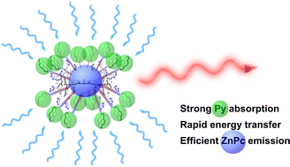 Graphical abstract: Covalently linked pyrene antennas for optically dense yet aggregation-resistant light-harvesting systems