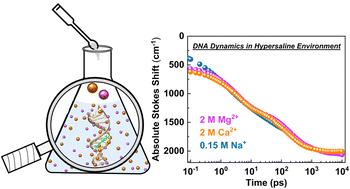 Graphical abstract: Unusual similarity of DNA solvation dynamics in high-salinity crowding with divalent cations of varying concentrations