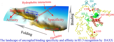 Graphical abstract: Energy landscape quantifications of histone H3.3 recognition by chaperone DAXX reveal an uncoupled binding specificity and affinity