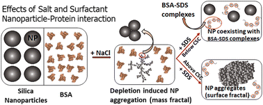 Graphical abstract: Competitive effects of salt and surfactant on the structure of nanoparticles in a binary system of nanoparticle and protein