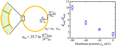 Graphical abstract: Increase in anionic Fe3O4 nanoparticle-induced membrane poration and vesicle deformation due to membrane potential – an experimental study