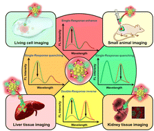 Graphical abstract: Gold nanocluster-based fluorescent sensors for in vitro and in vivo ratiometric imaging of biomolecules