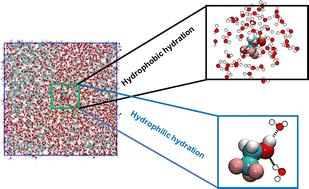 Graphical abstract: Impact of hydrophobicity on local solvation structures and its connection with the global solubilization thermodynamics of amphiphilic molecules