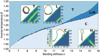 Graphical abstract: Secondary-structure phase formation for semiflexible polymers by bifurcation in hyperphase space