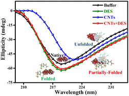 Graphical abstract: The attenuating ability of deep eutectic solvents towards the carboxylated multiwalled carbon nanotubes induced denatured β-lactoglobulin structure