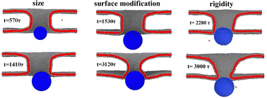 Graphical abstract: Probe the nanoparticle–nucleus interaction via coarse-grained molecular model