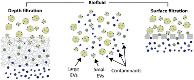Graphical abstract: Filtration-based technologies for isolation, purification and analysis of extracellular vesicles