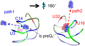 Graphical abstract: Dynamical characterization and multiple unbinding paths of two PreQ1 ligands in one pocket