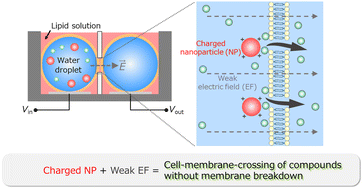 Graphical abstract: Enhancement of cell membrane permeability by using charged nanoparticles and a weak external electric field