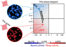 Graphical abstract: Hydration makes a difference! How to tune protein complexes between liquid–liquid and liquid–solid phase separation