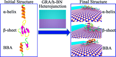 Graphical abstract: Theoretical study of protein adsorption on graphene/h-BN heterostructures