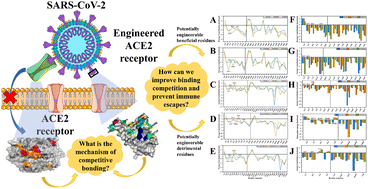 Graphical abstract: Molecular insights and optimization strategies for the competitive binding of engineered ACE2 proteins: a multiple replica molecular dynamics study