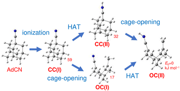 Graphical abstract: Infrared spectrum of the 1-cyanoadamantane cation: evidence of hydrogen transfer and cage-opening upon ionization