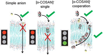 Graphical abstract: How a few help all: cooperative crossing of lipid membranes by COSAN anions