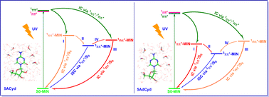 Graphical abstract: Quantum mechanics/molecular mechanics studies on the excited-state decay mechanisms of cytidine aza-analogues: 5-azacytidine and 2′-deoxy-5-azacytidine in aqueous solution