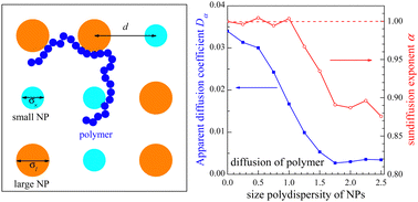 Graphical abstract: Simulation study on the effect of polydisperse nanoparticles on polymer diffusion in crowded environments