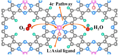 Graphical abstract: A theoretical study on the ORR electrocatalytic activity of axial ligand modified cobalt polyphthalocyanine