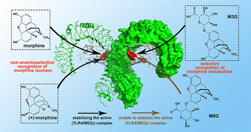 Graphical abstract: Dissecting the innate immune recognition of morphine and its metabolites by TLR4/MD2: an in silico simulation study