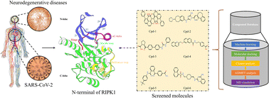 Graphical abstract: Discovery of potential RIPK1 inhibitors by machine learning and molecular dynamics simulations