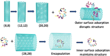 Graphical abstract: Curvature induced structural changes of the chicken villin headpiece subdomain by single walled carbon nanotubes