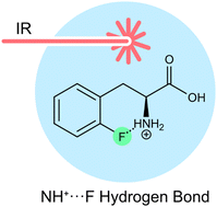 Graphical abstract: Cryogenic infrared spectroscopy reveals remarkably short NH+⋯F hydrogen bonds in fluorinated phenylalanines