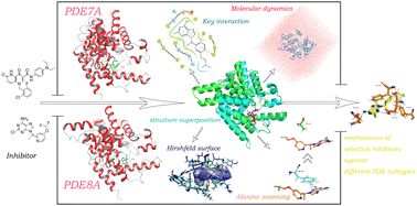 Graphical abstract: Uncovering the selectivity mechanism of phosphodiesterase 7A/8A inhibitors through computational studies