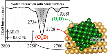 Graphical abstract: Interaction of water and carbon monoxide with MnO(001) thin films on Au(111)