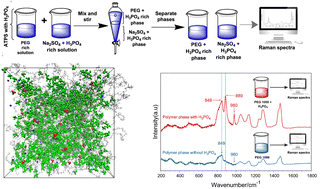 Graphical abstract: Raman spectroscopy and molecular dynamics simulations of aqueous two-phase systems for the purification of phosphoric acid