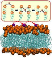 Graphical abstract: Lateral diffusion of ions near membrane surface