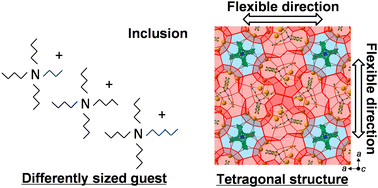 Graphical abstract: Guest size effects on a robust structure of semiclathrate hydrates and their thermophysical properties