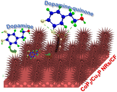 Graphical abstract: Urchin-like CoP3/Cu3P heterostructured nanorods supported on a 3D porous copper foam for high-performance non-enzymatic electrochemical dopamine sensors