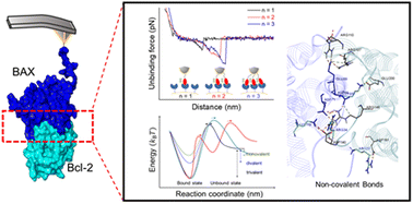 Graphical abstract: Single-molecule scale quantification reveals interactions underlying protein–protein interface: from forces to non-covalent bonds