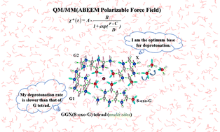 Graphical abstract: Development of a QM/MM(ABEEM) method for the deprotonation of neutral and cation radicals in the G-tetrad and GGX(8-oxo-G) tetrad