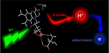 Graphical abstract: Photodissociative decay pathways of the flavin mononucleotide anion and its complexes with tryptophan and glutamic acid