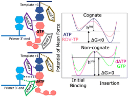 Graphical abstract: Trapping a non-cognate nucleotide upon initial binding for replication fidelity control in SARS-CoV-2 RNA dependent RNA polymerase