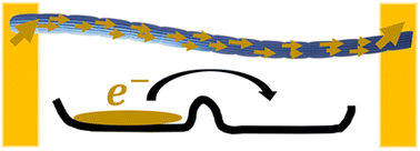 Graphical abstract: A model analysis of centimeter-long electron transport in cable bacteria