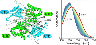 Graphical abstract: Photoactivation of the orange carotenoid protein requires two light-driven reactions mediated by a metastable monomeric intermediate
