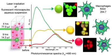 Graphical abstract: Effect of photoconversion conditions on the spectral and cytotoxic properties of photoconvertible fluorescent polymer markers