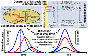 Graphical abstract: Kinetics of metal detection by luminescence-based whole-cell biosensors: connecting biosensor response to metal bioavailability, speciation and cell metabolism