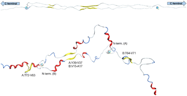 Graphical abstract: Computational investigation of copper-mediated conformational changes in α-synuclein dimer